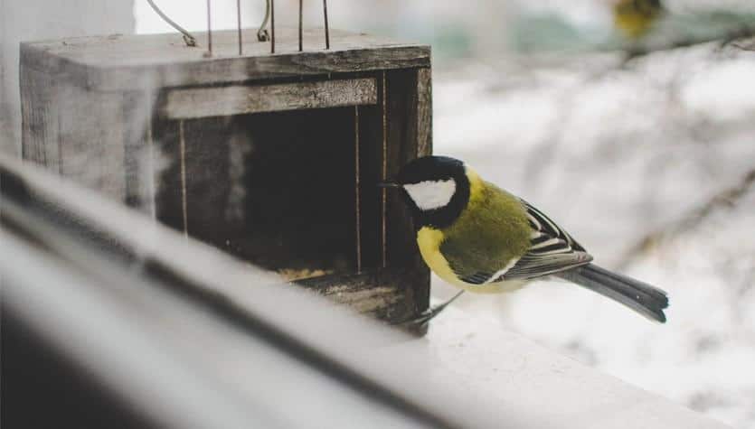 Vogelschutz Fenster